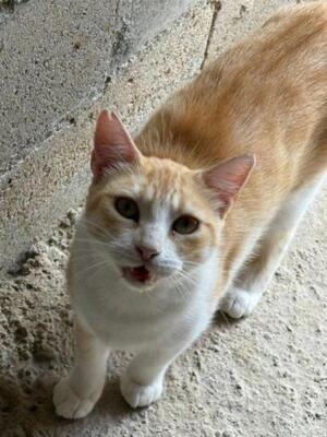Lucia (geb. Jan. 2024) - EKH-Katze, EKH - Katze