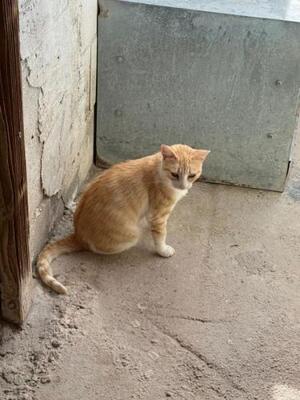 Lucia (geb. Jan. 2024) - EKH-Katze, EKH - Katze