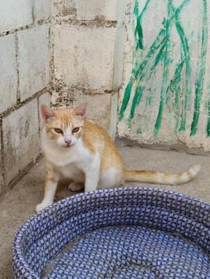 Lucia (geb. Jan. 2024) - EKH-Katze, EKH - Katze