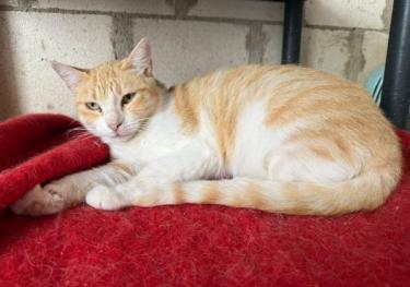 Lucia (geb. Jan. 2024) - EKH-Katze, EKH - Katze
