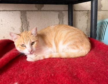 Lucia (geb. Jan. 2024) - EKH-Katze, EKH - Katze