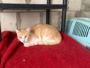 Lucia (geb. Jan. 2024) - EKH-Katze, EKH - Katze