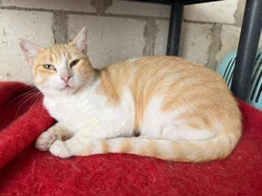 Lucia (geb. Jan. 2024) - EKH-Katze, EKH - Katze