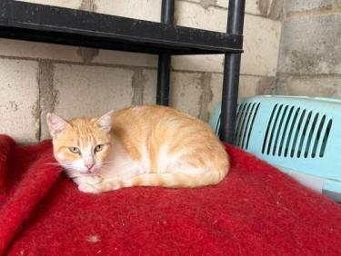 Lucia (geb. Jan. 2024) - EKH-Katze, EKH - Katze