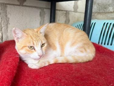 Lucia (geb. Jan. 2024) - EKH-Katze, EKH - Katze