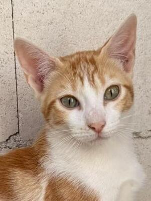 Luciano (geb. Feb. 2026) - EKH-Kater, EKH - Kater