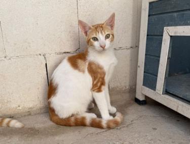 Luciano (geb. Feb. 2026) - EKH-Kater, EKH - Kater