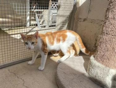 Luciano (geb. Feb. 2026) - EKH-Kater, EKH - Kater