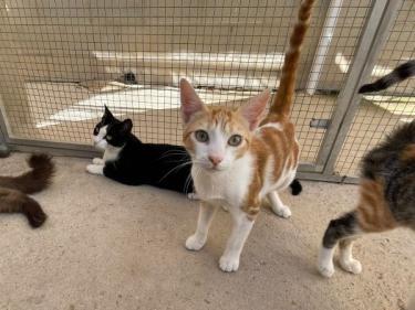 Luciano (geb. Feb. 2026) - EKH-Kater, EKH - Kater