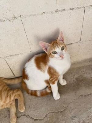 Luciano (geb. Feb. 2026) - EKH-Kater, EKH - Kater