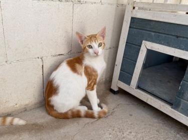 Luciano (geb. Feb. 2026) - EKH-Kater, EKH - Kater