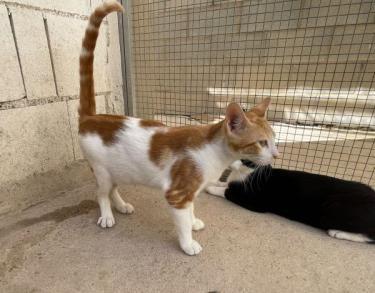 Luciano (geb. Feb. 2026) - EKH-Kater, EKH - Kater
