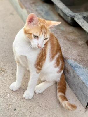 Luciano (geb. Feb. 2026) - EKH-Kater, EKH - Kater
