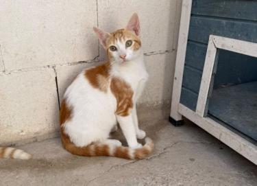 Luciano (geb. Feb. 2026) - EKH-Kater, EKH - Kater