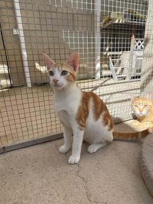 Luciano (geb. Feb. 2026) - EKH-Kater, EKH - Kater
