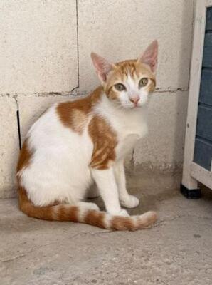 Luciano (geb. Feb. 2026) - EKH-Kater, EKH - Kater