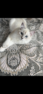 Lucky, Ragdoll und hauskatze - Kater