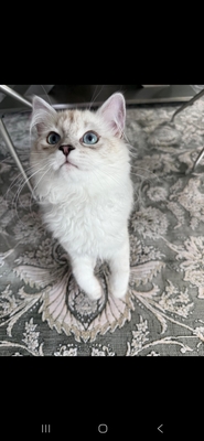 Lucky, Ragdoll und hauskatze - Kater