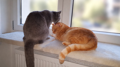 Lucky (Spitzname: Mutzu) und Precious (Spitzname: Mutza), 1 Katze & 1 Kater - Katze