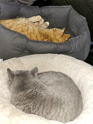 Lucky (Spitzname: Mutzu) und Precious (Spitzname: Mutza), 1 Katze & 1 Kater - Katze