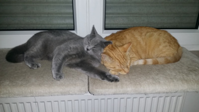 Lucky (Spitzname: Mutzu) und Precious (Spitzname: Mutza), 1 Katze & 1 Kater - Katze