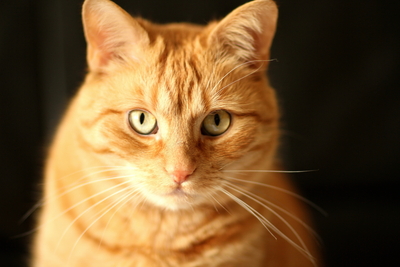 Lucky (Spitzname: Mutzu) und Precious (Spitzname: Mutza), 1 Katze & 1 Kater - Katze