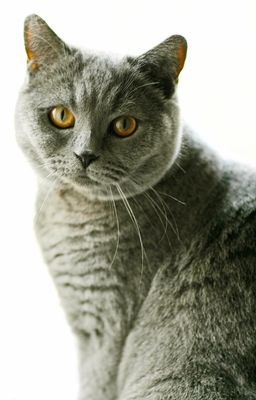 Lucky (Spitzname: Mutzu) und Precious (Spitzname: Mutza), 1 Katze & 1 Kater - Katze