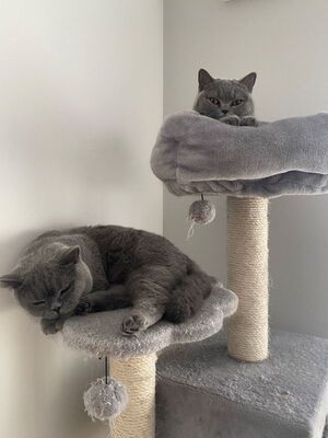 Lucy&Denver, Britisch Kurzhaarkatze - Katze