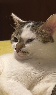 Lucy, Hauskatze - Katze