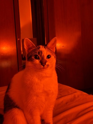 Lucy, Hauskatze - Katze