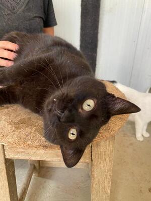 Lucy, Mischling - Katze