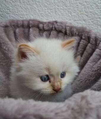 Lucy, Ragdoll - Katze 1