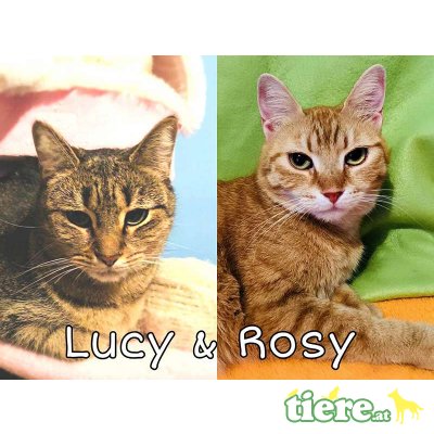 Lucy & Rosy, TSV SOS Katze - Katze