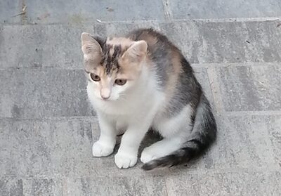 Ludmilla (Milli), Glückskatzi Jungtier - Katze