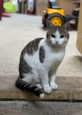 Ludwig, Unbekannt - Kater