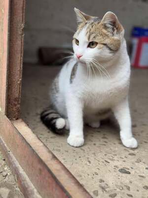 Ludwig, Unbekannt - Kater