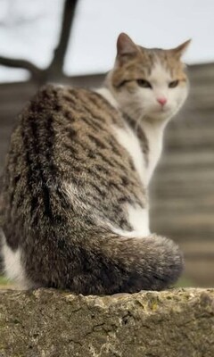 Ludwig, Unbekannt - Kater