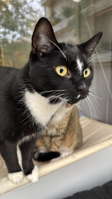 Lui, EKH Jungtier - Kater