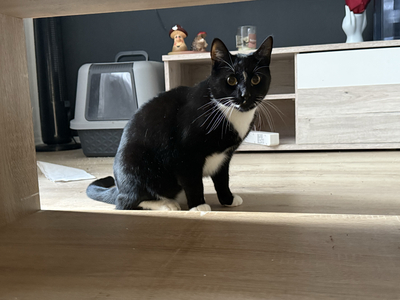 Lui, EKH Jungtier - Kater