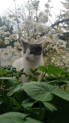 Lui, Mischling - Kater