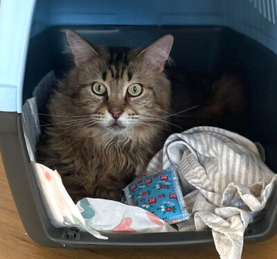 Luis, M - Kater
