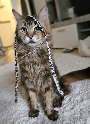 Luis, M - Kater