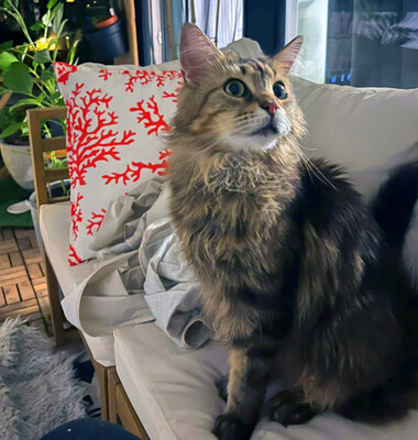 Luis, M - Kater
