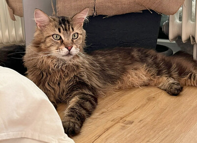 Luis, M - Kater