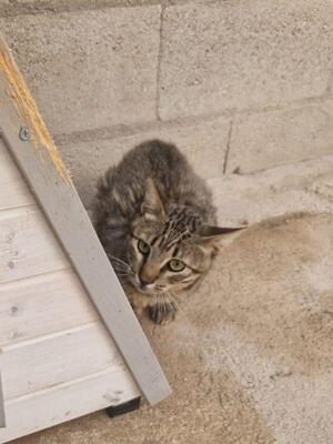 Luis (geb. Juni 22) - EKH-Kater, EKH - Kater