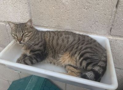 Luis (geb. Juni 22) - EKH-Kater, EKH - Kater