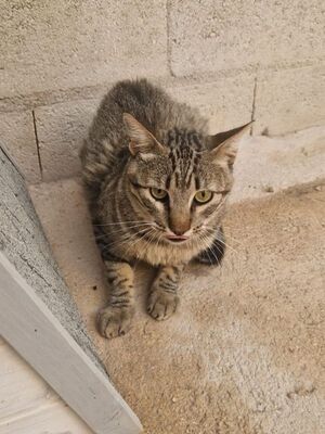 Luis (geb. Juni 22) - EKH-Kater, EKH - Kater