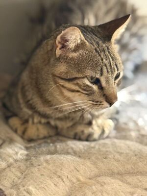Luis (geb. Juni 22) - EKH-Kater, EKH - Kater
