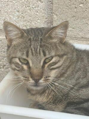 Luis (geb. Juni 22) - EKH-Kater, EKH - Kater