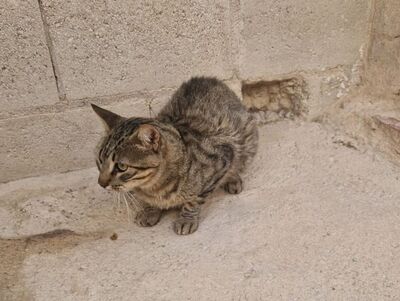 Luis (geb. Juni 22) - EKH-Kater, EKH - Kater